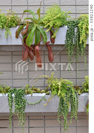 食虫植物 33921240