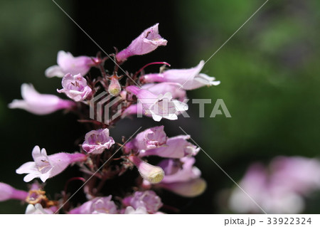 ペンステモン・ジギタリス 'ハスカー・・レッド ペンステモン・ジギタリス 'ハスカー・・レッド 33922324