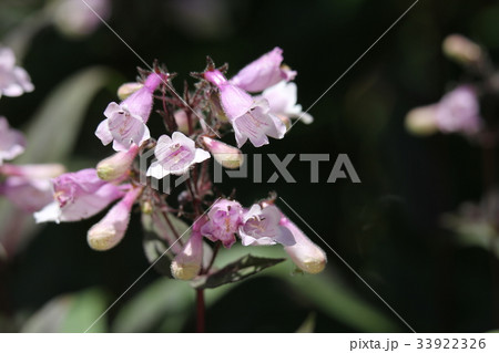 ペンステモン・ジギタリス 'ハスカー・・レッド ペンステモン・ジギタリス 'ハスカー・・レッド 33922326