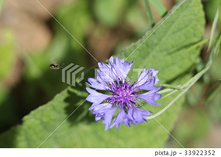 ヤグルマギク 33922352