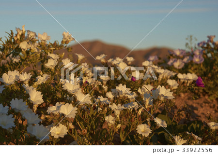 Flowers in the Atacama Desert 33922556