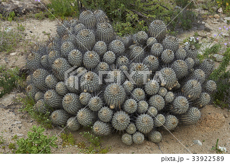 Cacti in the Atacama 33922589