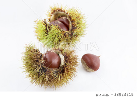 栗の実の写真素材