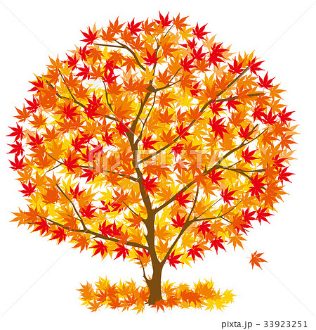 紅葉のモミジの木のイラスト Maple Tree Illustrationのイラスト素材 33923251 Pixta