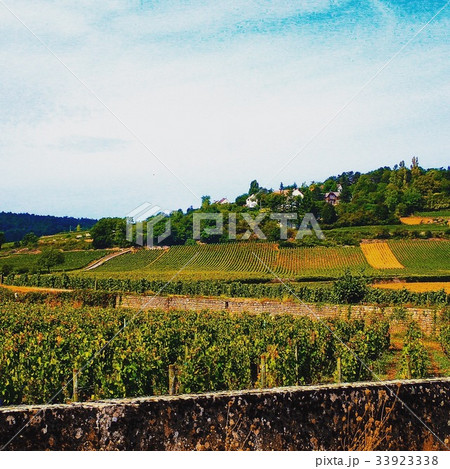 Wineyard／Beaune,France 33923338