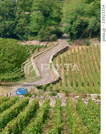 Wineyard／Beaune,France 33923354