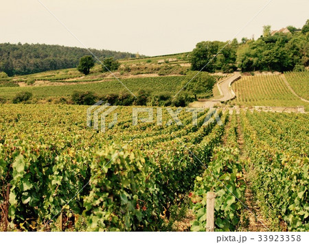 Wineyard/Beaune,France Wineyard/Beaune,France 33923358