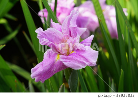 花菖蒲 花菖蒲 33925832