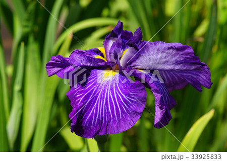 花菖蒲 花菖蒲 33925833