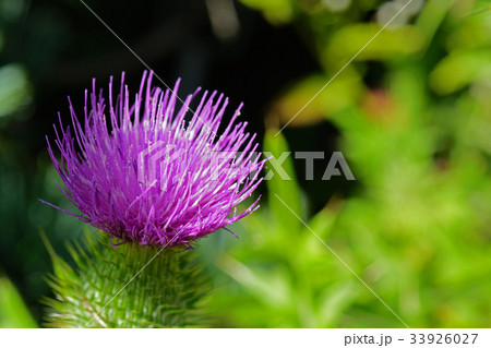 野趣溢れるノハラアザミ 33926027