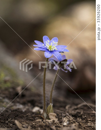 花 見よ 野生の花 33926200