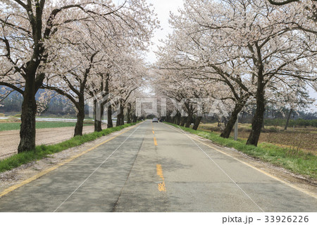 交通 花 桜 33926226