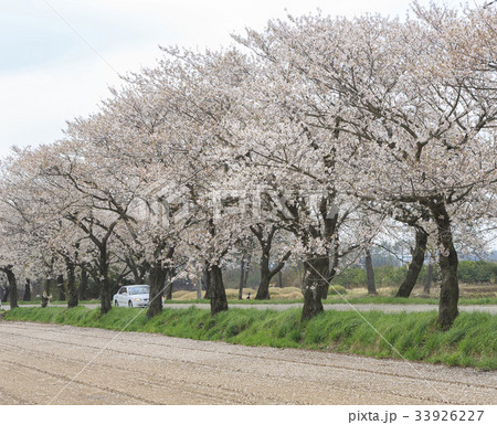 桜 霊岩郡 全羅南道 33926227