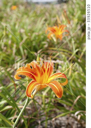 クワンソウ 33926510