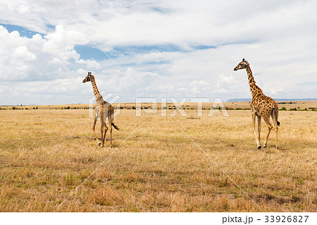 giraffes in savannah at africa giraffes in savannah at africa 33926827