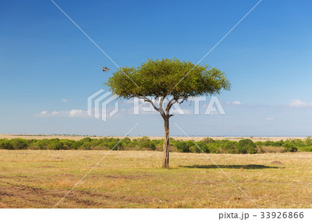 eagle flying away from tree in savannah at africa eagle flying away from tree in savannah at africa 33926866