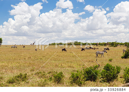 group of herbivore animals in savannah at africa group of herbivore animals in savannah at africa 33926884