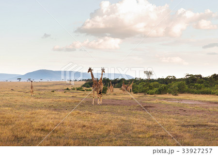 group of giraffes in savannah at africa 33927257