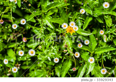 beautiful garden flowers floral beautiful garden flowers floral 33929343
