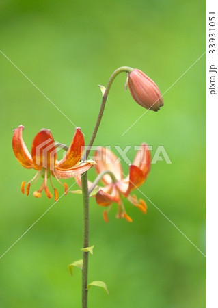 美しいマルタゴンリリーのお花畑 美しいマルタゴンリリーのお花畑 33931051