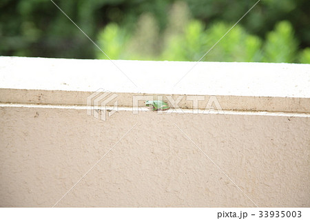 ベランダにアマガエル 33935003