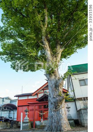 欅のご神木　秋田県 33935596