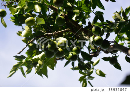 青い酢みかん 33935847