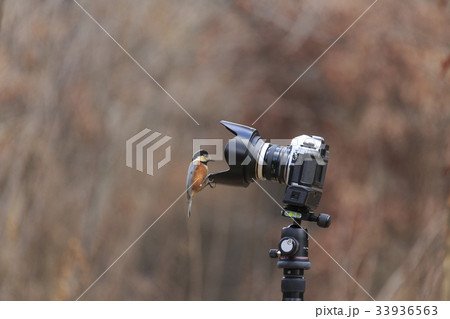 ヤマガラ 動物 鳥 33936563