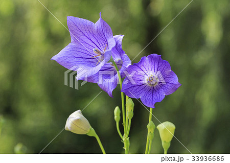 花 桔梗の花 見よ 33936686
