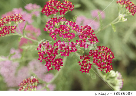 花 赤 西洋ノコギリソウ 33936687