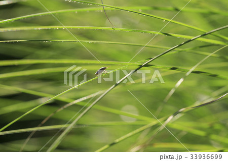 昆虫 カメムシ 露 33936699