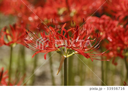 花 コトムルト 赤 33936716