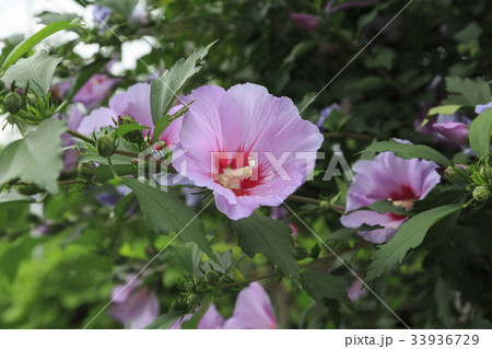 花 ムクゲ 水滴 33936729