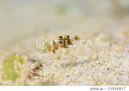 ベラの幼魚の写真素材