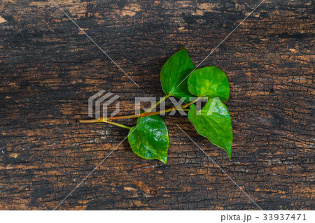 Houttuynia Cordata Fish plant or Plu Kaow 33937471
