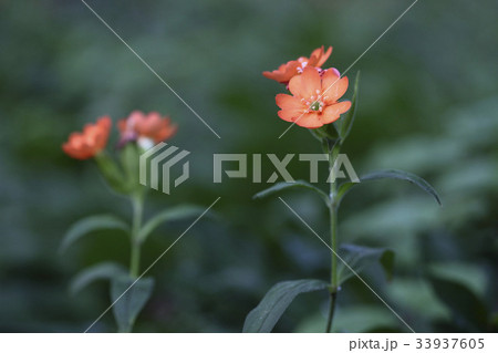 花 童子の花 野生の花 33937605