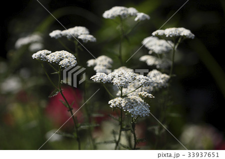 花 野生の花 クローズアップ 33937651
