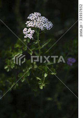 花 野生の花 クローズアップ 33937652