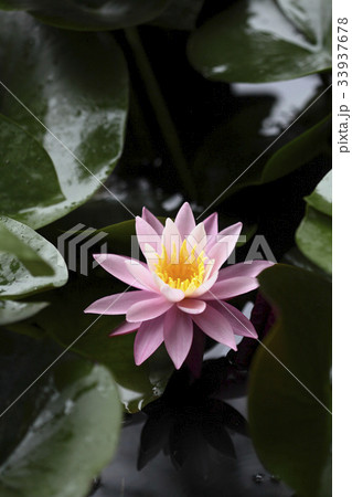 花 ピンク 自然 33937678