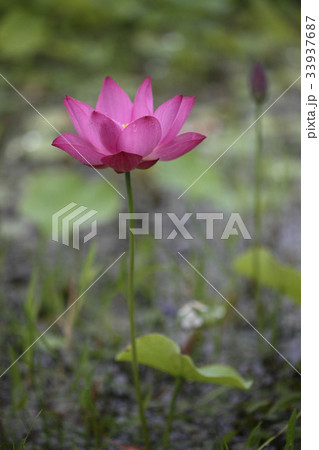 花 ピンク 植物 33937687