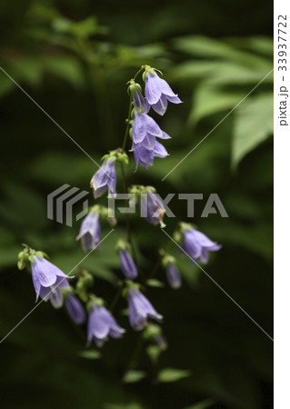 花 桔梗ソバナ 野生の花 33937722