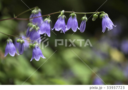 花 桔梗ソバナ 見よ 33937723