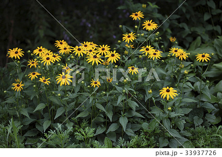 花 オオハンゴンソウ属 野生の花 33937726