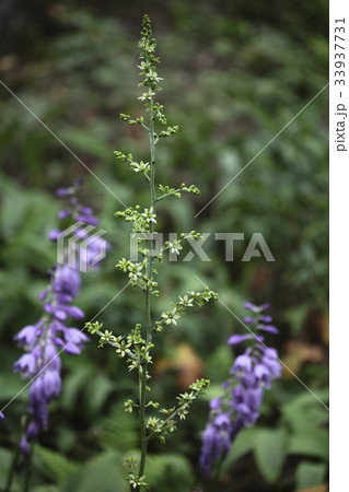 花 シジュウカラ 野生の花 33937731