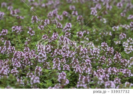 花 野生の花 タイム 33937732