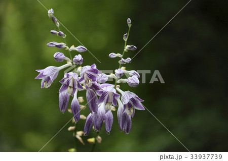 花 見よ ビビチュ 33937739