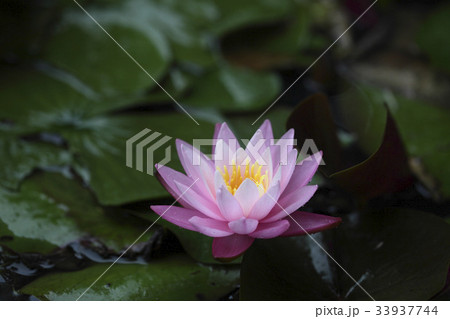 花 ピンク 修練 33937744