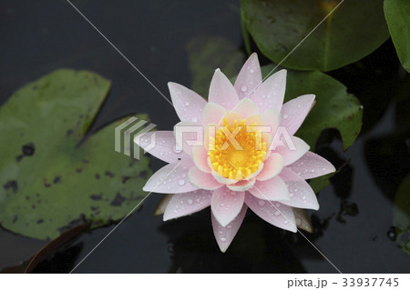 花 水滴 ピンク 33937745