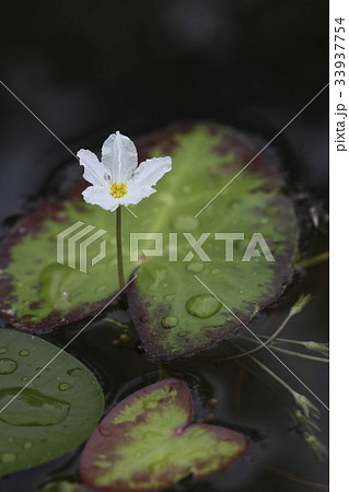 花 植物 野生の花 33937754
