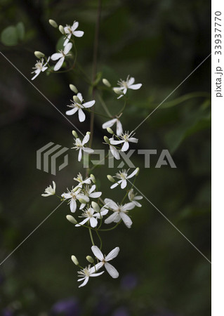 花 野生の花 ウアリ 33937770